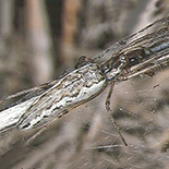 Tetragnatha nitens